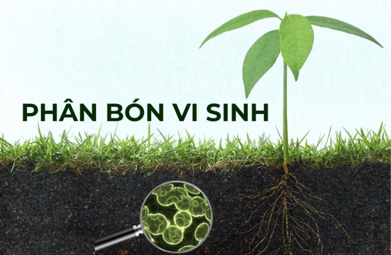 Phân bón hữu cơ vi sinh là gì?